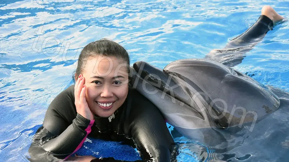 Swim with Dolphins Belek photo 24