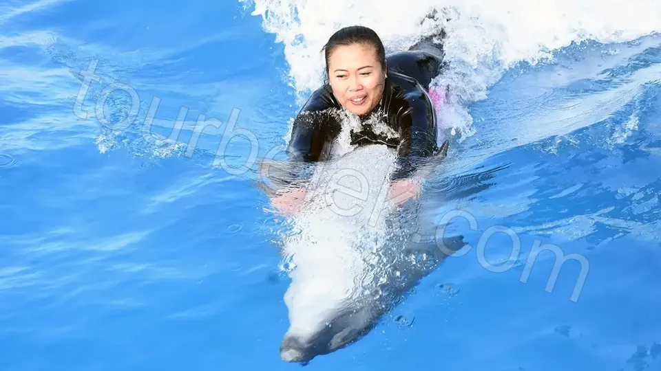 Swim with Dolphins Belek photo 26