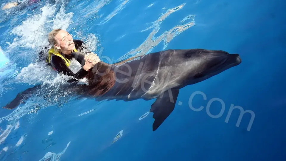 Swim with Dolphins Belek photo 2