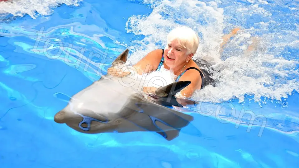 Swim with Dolphins Belek photo 3