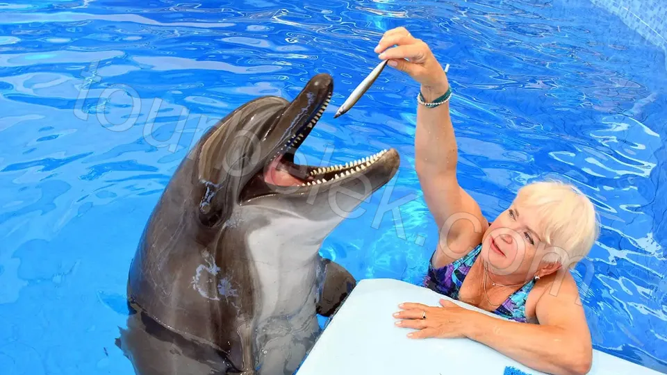 Swim with Dolphins Belek photo 4