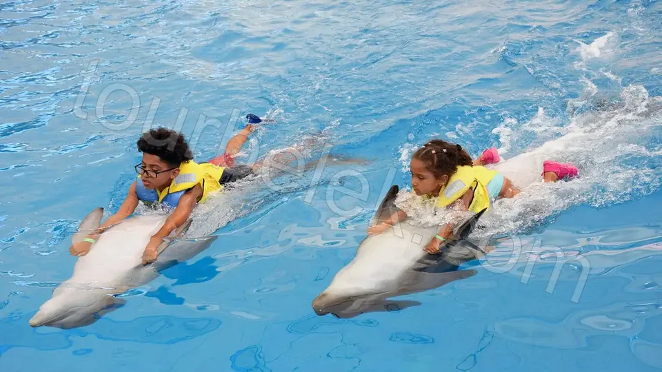 Swim with Dolphins Belek photo 5