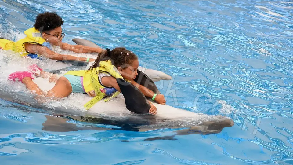 Swim with Dolphins Belek photo 6