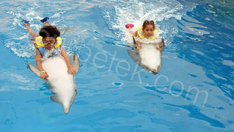 Swim with Dolphins Belek photo 7