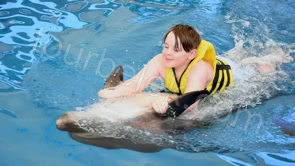 Swim with Dolphins Belek photo 8