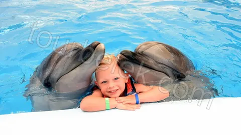 Swim with Dolphins Belek