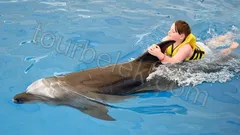 Swim with Dolphins Belek thumb 9