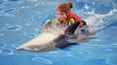 Swim with Dolphins Belek thumb 12