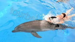 Swim with Dolphins Belek thumb 23