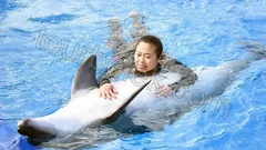 Swim with Dolphins Belek thumb 25