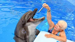 Swim with Dolphins Belek thumb 4