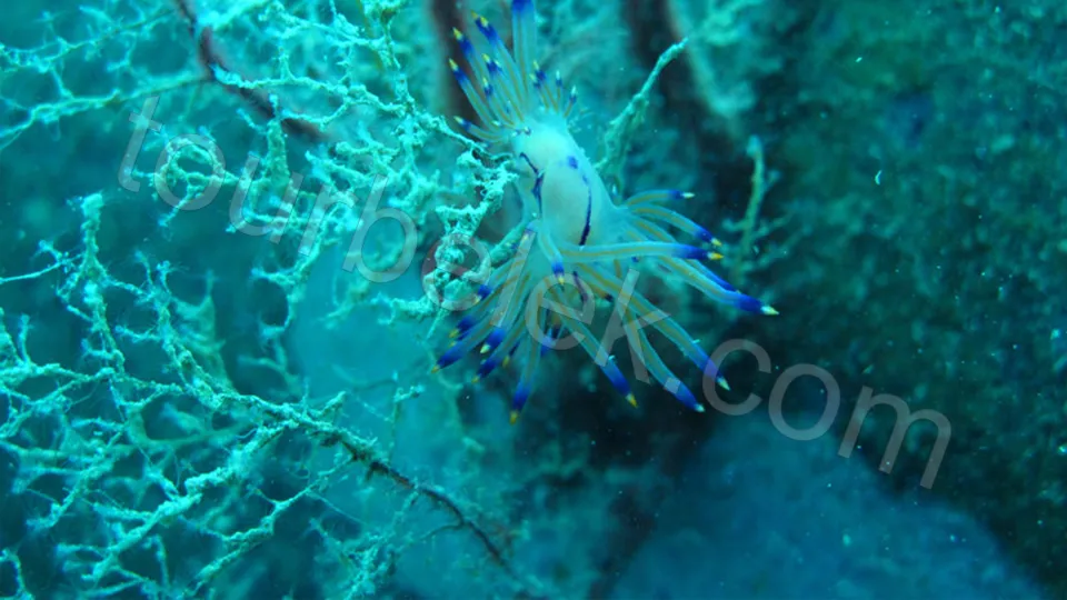 Suluada Boat Trip from Belek photo 7