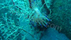 Suluada Boat Trip from Belek thumb 7