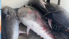 Belek Big Game Fishing Tour thumb 2