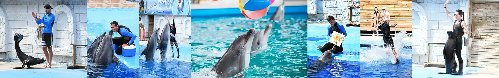 Belek Dolphin Show with Hotel Transfer and Free Reptile Zoo